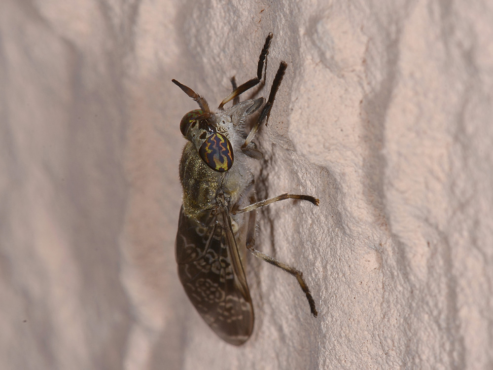 Haematopota pluvialis?